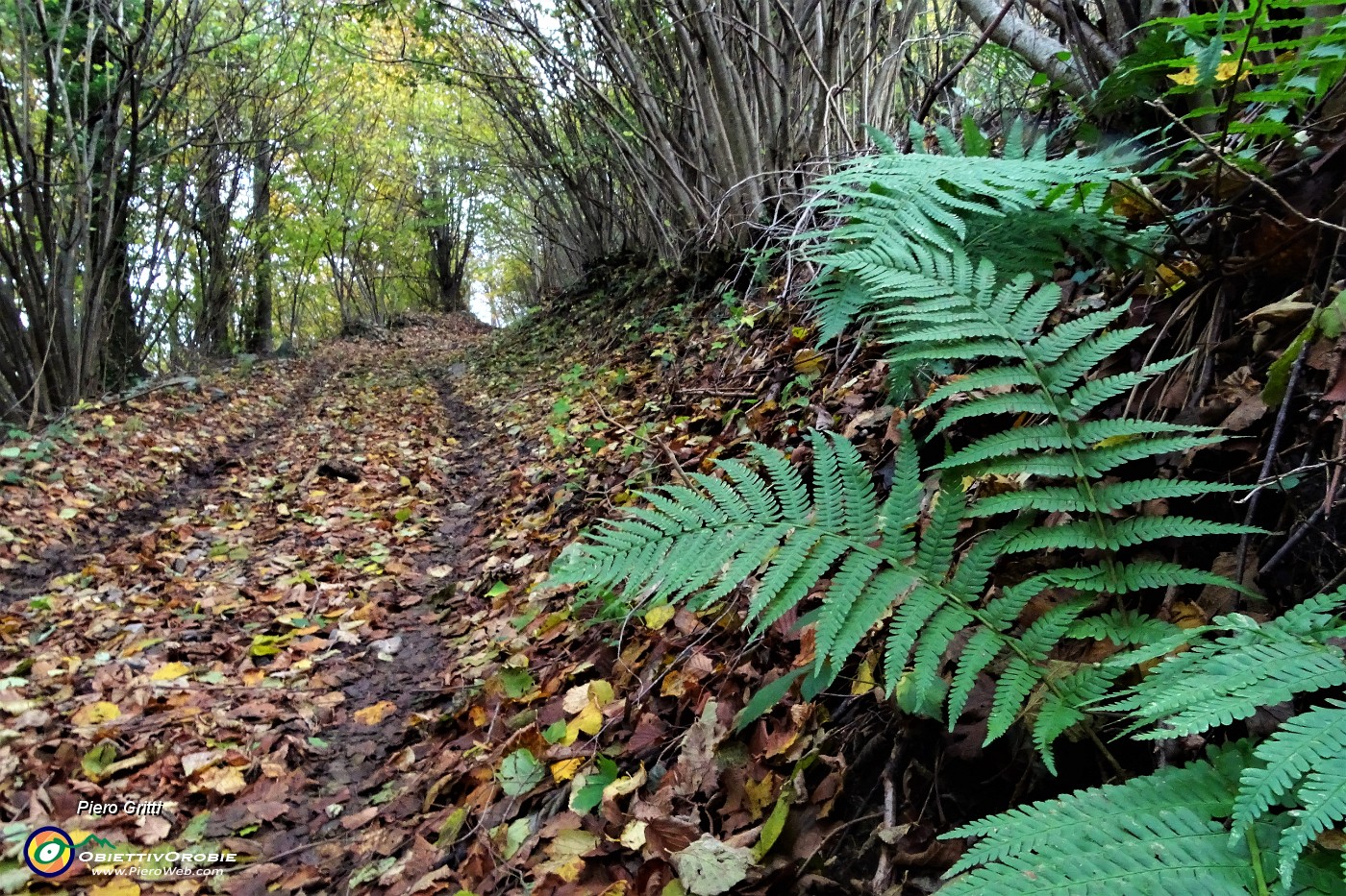 17 Strada sterrata colorata d'autunno.JPG